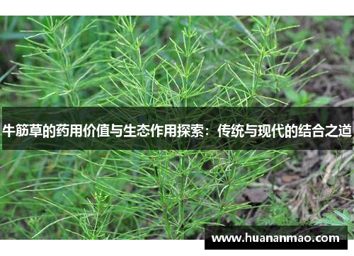 牛筋草的药用价值与生态作用探索：传统与现代的结合之道